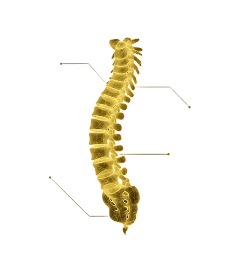 spine